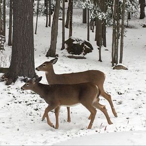 Meet your Posher, Sophie